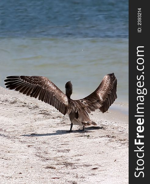 Florida Brown Pelican on sandbar with wings spread. Florida Brown Pelican on sandbar with wings spread