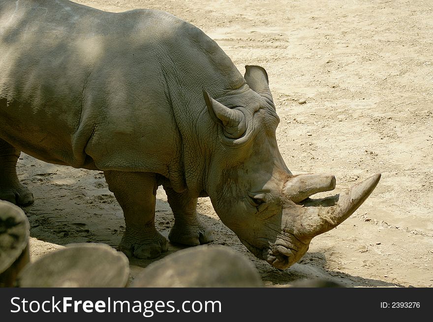 Rhinocerous in a zoo with head down