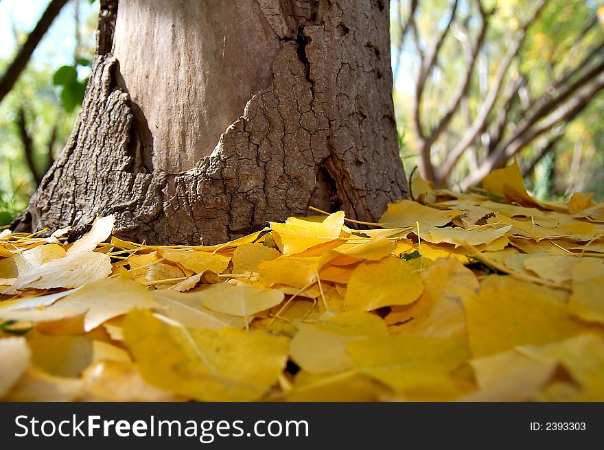 Yellow leaves surrounding tree trunk. Yellow leaves surrounding tree trunk