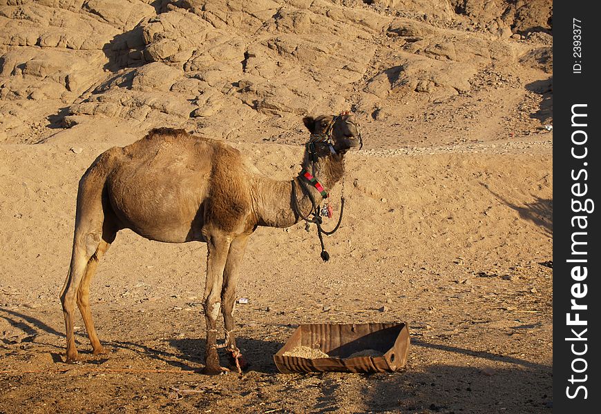 Camel on egyptian rocky desert. Camel on egyptian rocky desert