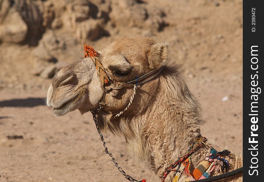Camel on egyptian rocky desert. Camel on egyptian rocky desert