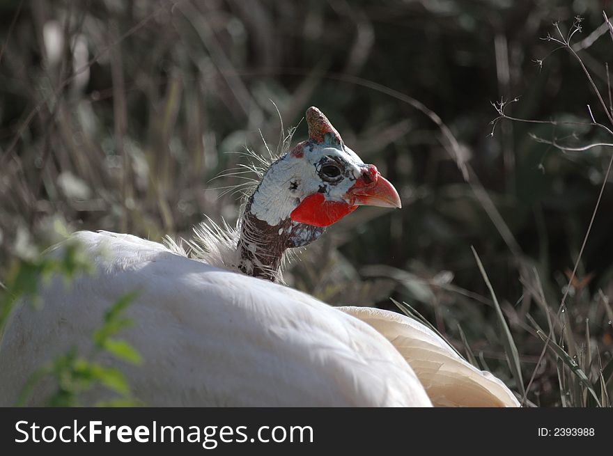 The good-looking hen of guinea-fowl cleans feathers on a background the glade inundated a sun. The good-looking hen of guinea-fowl cleans feathers on a background the glade inundated a sun