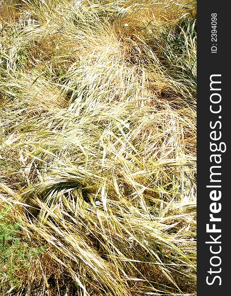 Golden sping-blooming wild fields in the wind. Sicily. Golden sping-blooming wild fields in the wind. Sicily