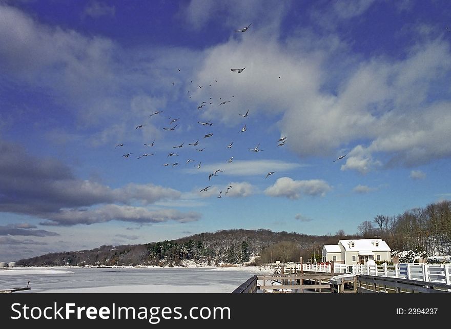 Birds Flying after a heavy Snow Storm. Birds Flying after a heavy Snow Storm