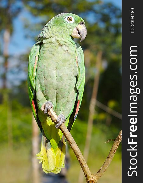 Green lori parrot sitting on the branch. Green lori parrot sitting on the branch