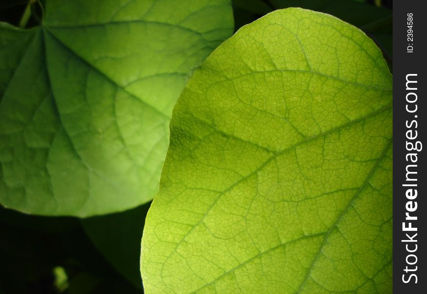 Two green leaves casually lit by the sun on a summer day. Two green leaves casually lit by the sun on a summer day.