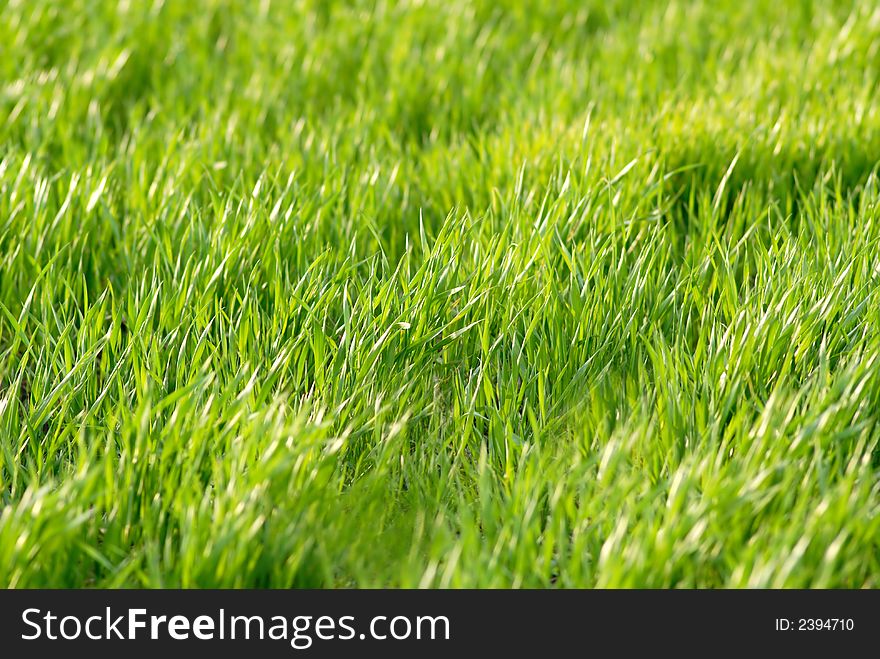 Field wheat covered by  sun in  evening. Field wheat covered by  sun in  evening