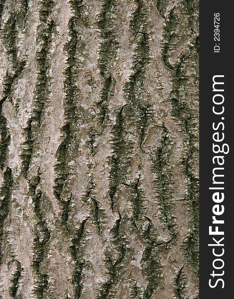 Close up of a pattern on tree bark. Close up of a pattern on tree bark