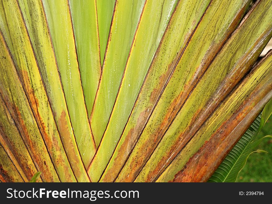 Palm tree leafs inside the gardens