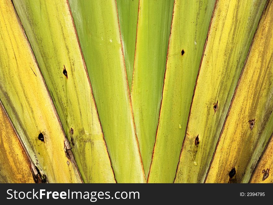 Palm trees leafs