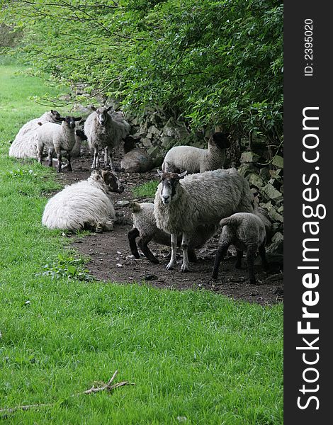 Adult sheep and lambs resting near a wall. Cumbria. Spring 2007. Adult sheep and lambs resting near a wall. Cumbria. Spring 2007