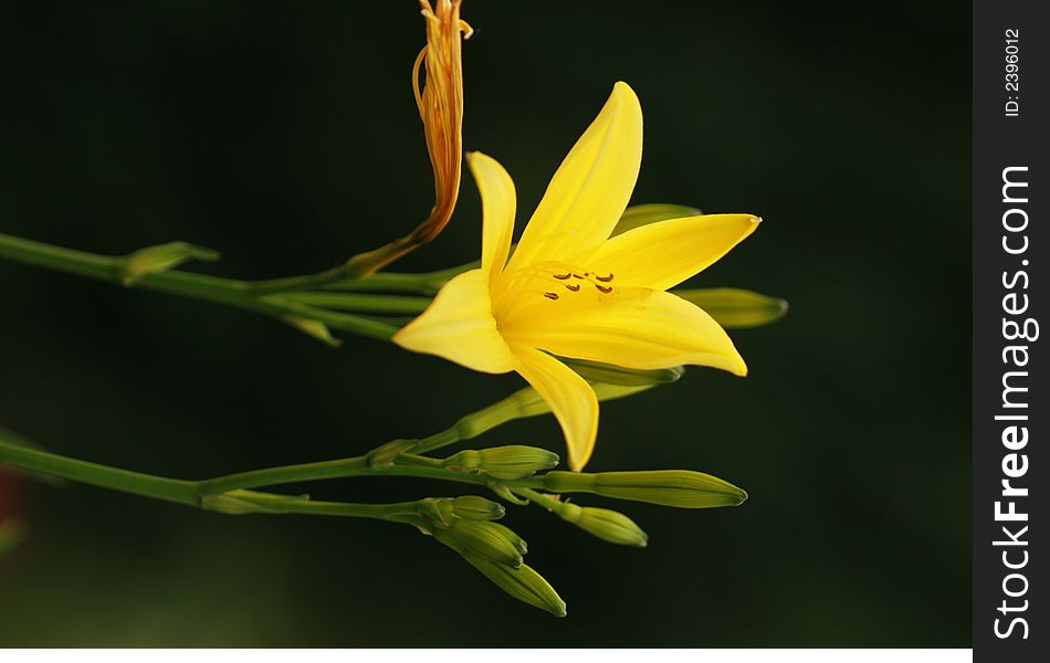 Yellow Iris (Iris pseudacorus) in bold color and light against darc background