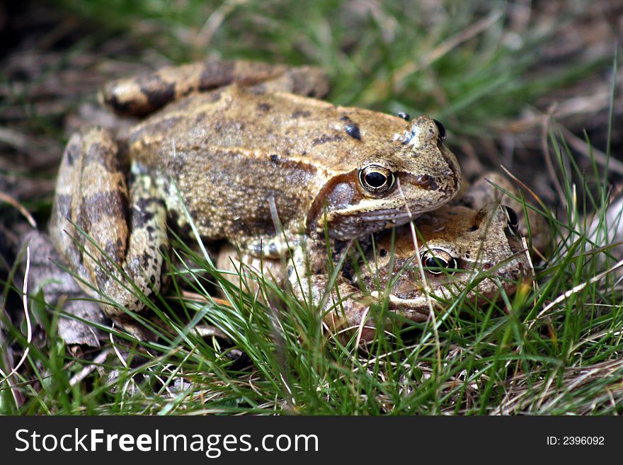 Couple of frogs in the grass