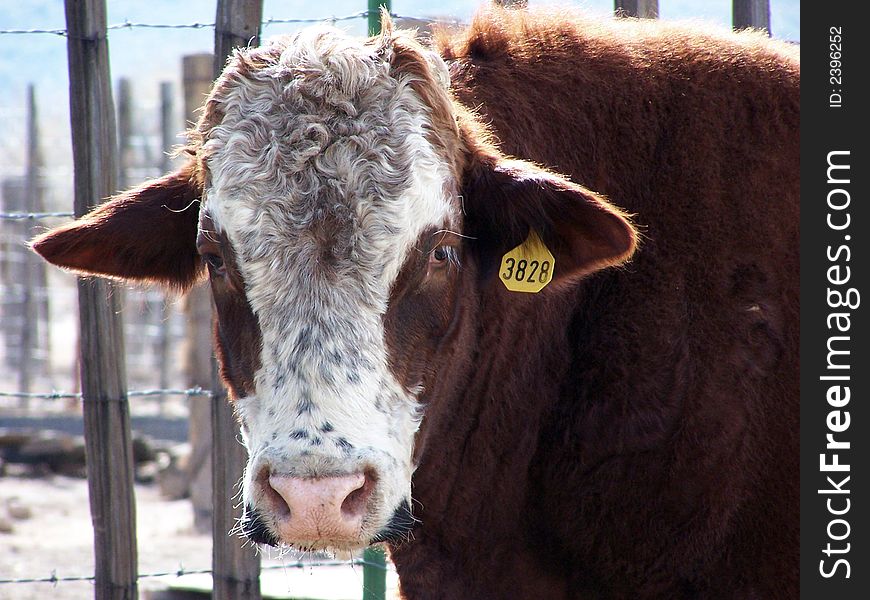 Young Bull With Tag On Its Ear