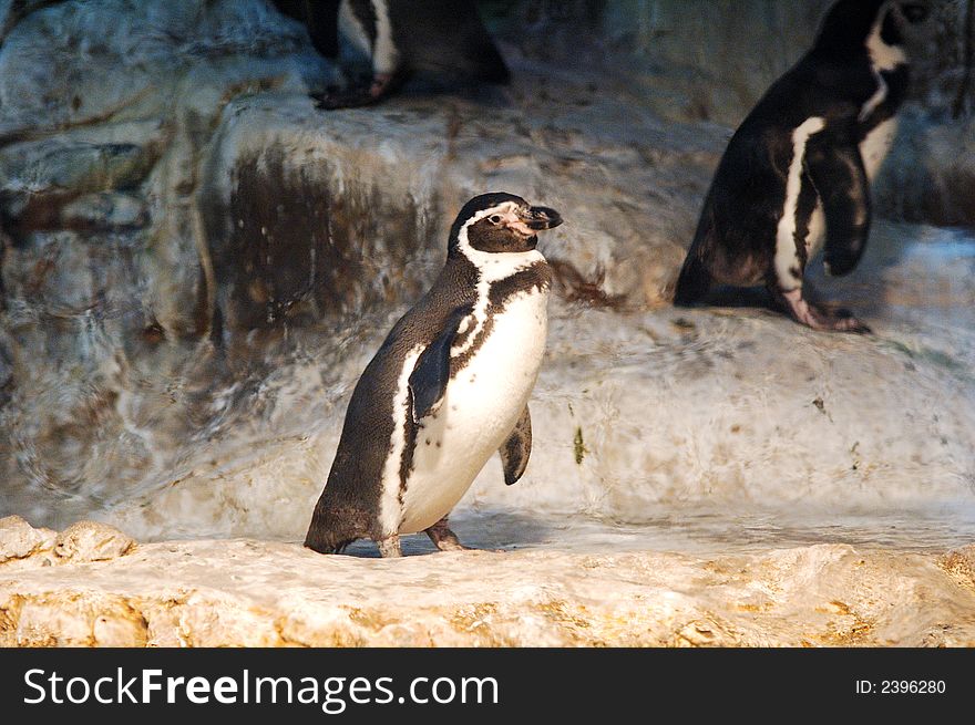 Little Humboldt Penguin standing on a rock