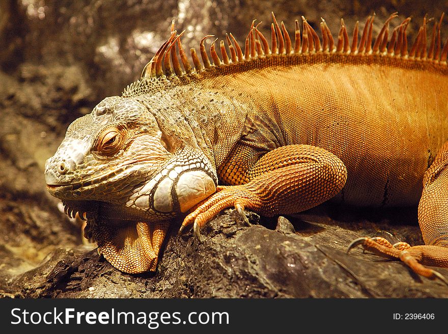 Iguana of genus conolophus sunbathing