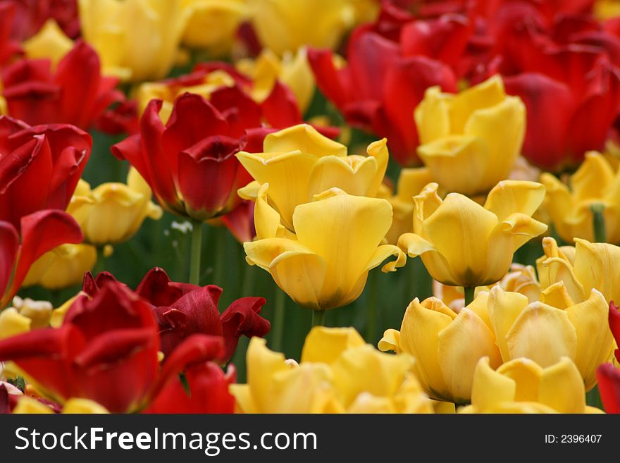 Sea of red and yellow tulips