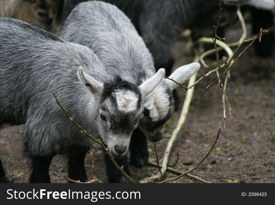 Goat kids gnawing on fresh branch