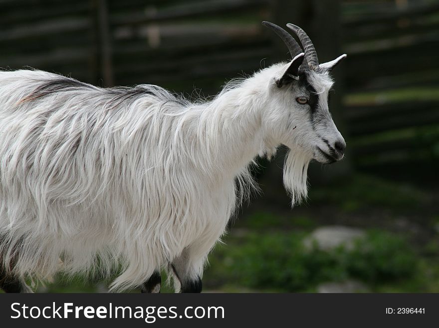 Goat with white fur and antlers