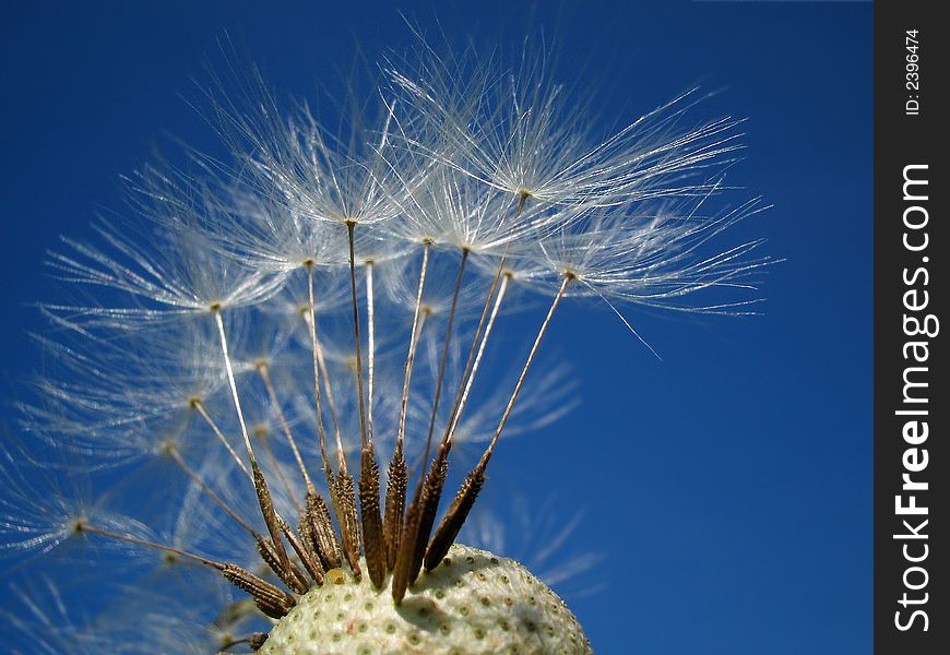 white dandelion on blue sky