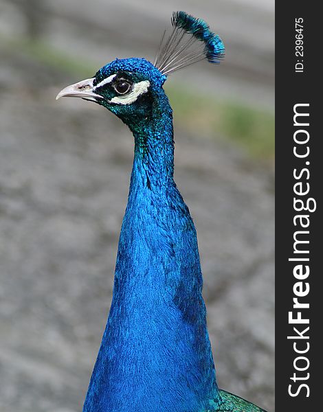 Blue peacock with feather crown