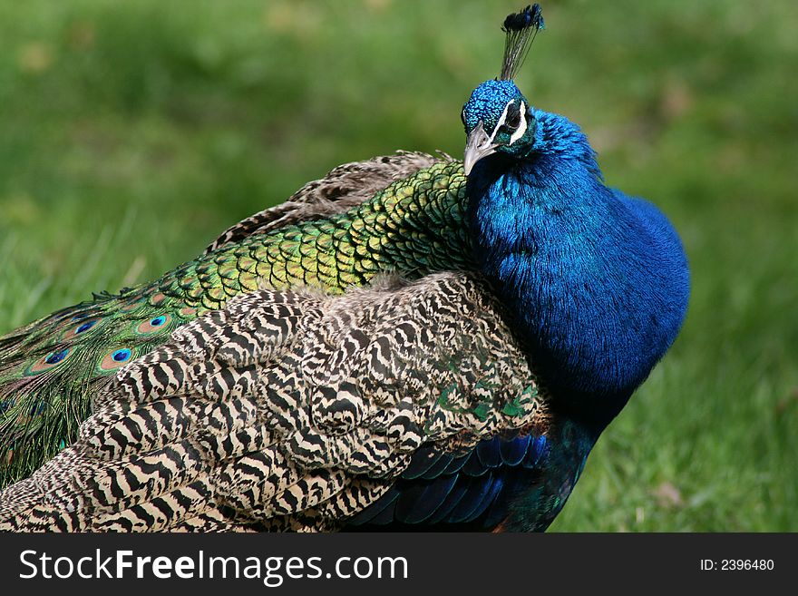 Blue peacock with feather crown