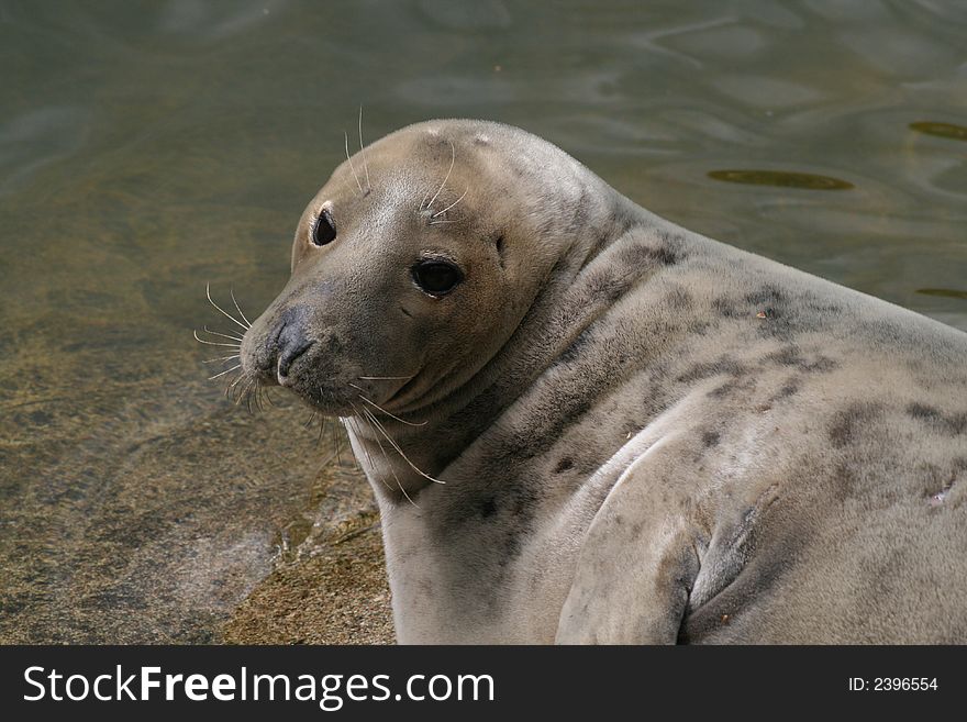 Baltic grey seal (Halichoerus grypus) resting