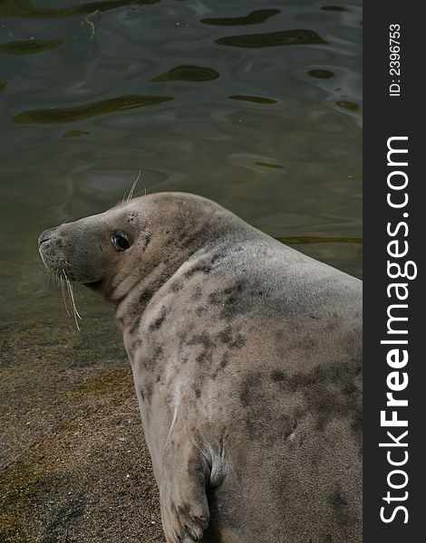 Baltic grey seal (Halichoerus grypus) resting