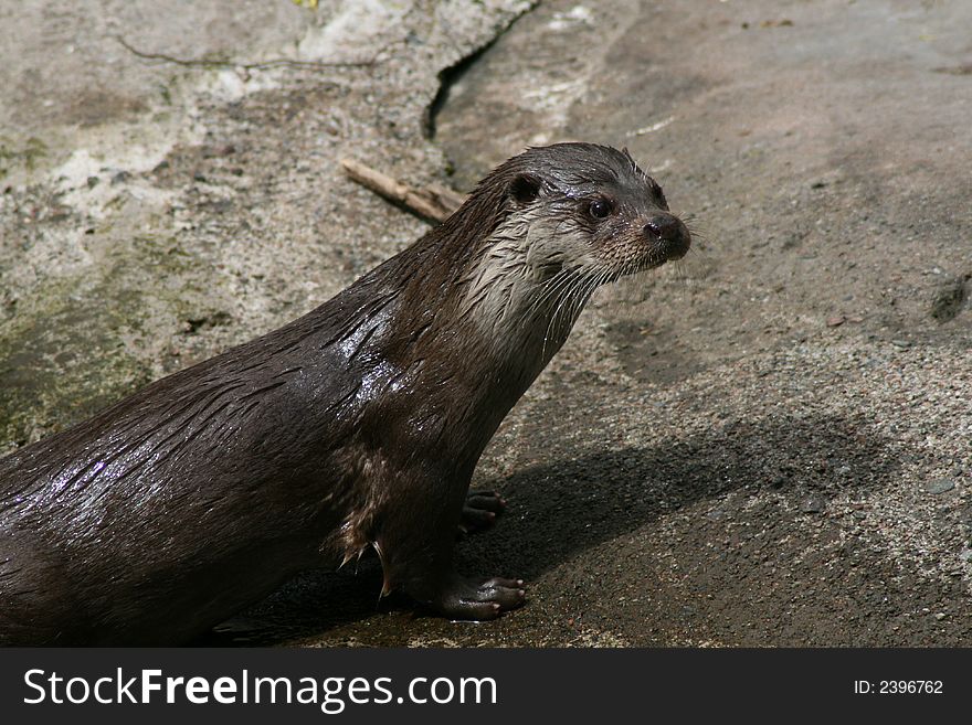 Brown otter (Lutra lutra) after swim