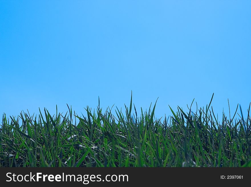 Fresh summer green grass over blue sky