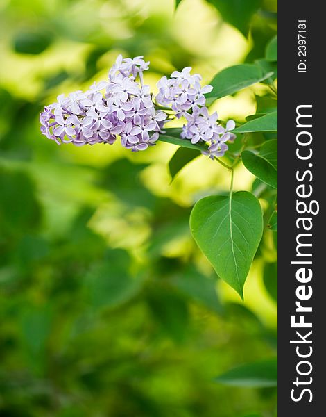 Close up of purple flower against green background