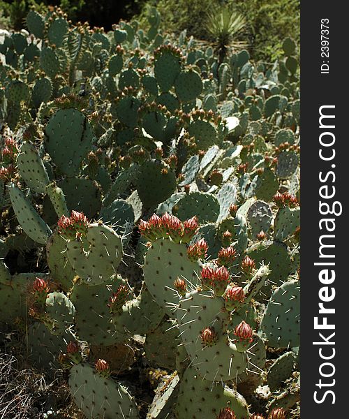 Grouping of cactus with orange flowersd in garden setting. Grouping of cactus with orange flowersd in garden setting