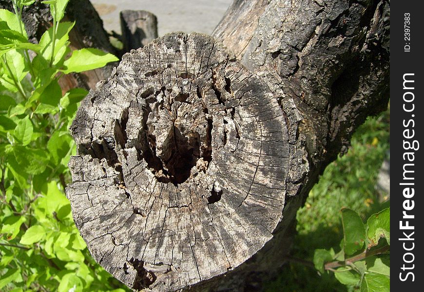This is a tree stump.