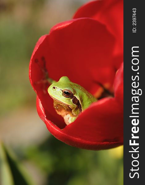 Green frog in the red tulip