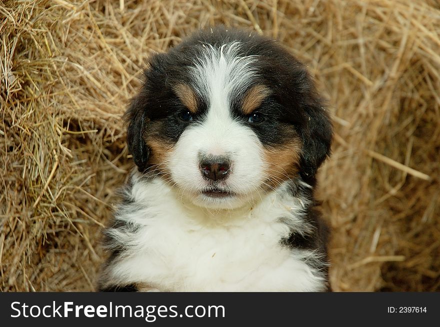 Pup, Bernese mountain dog, animal, lovely, pet, darling