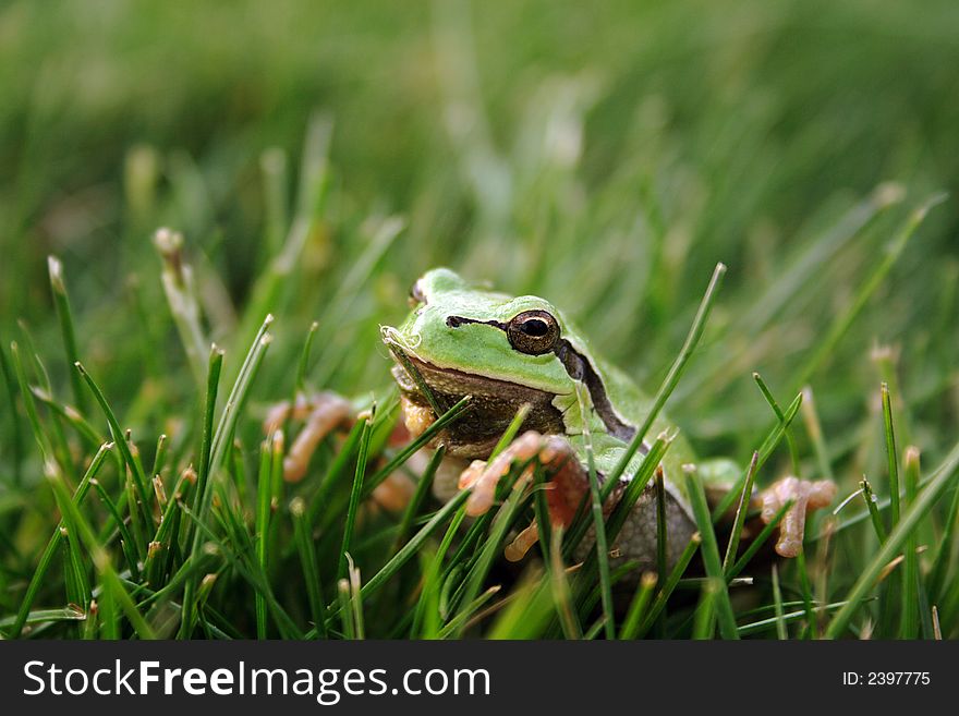 Green frog in the grass