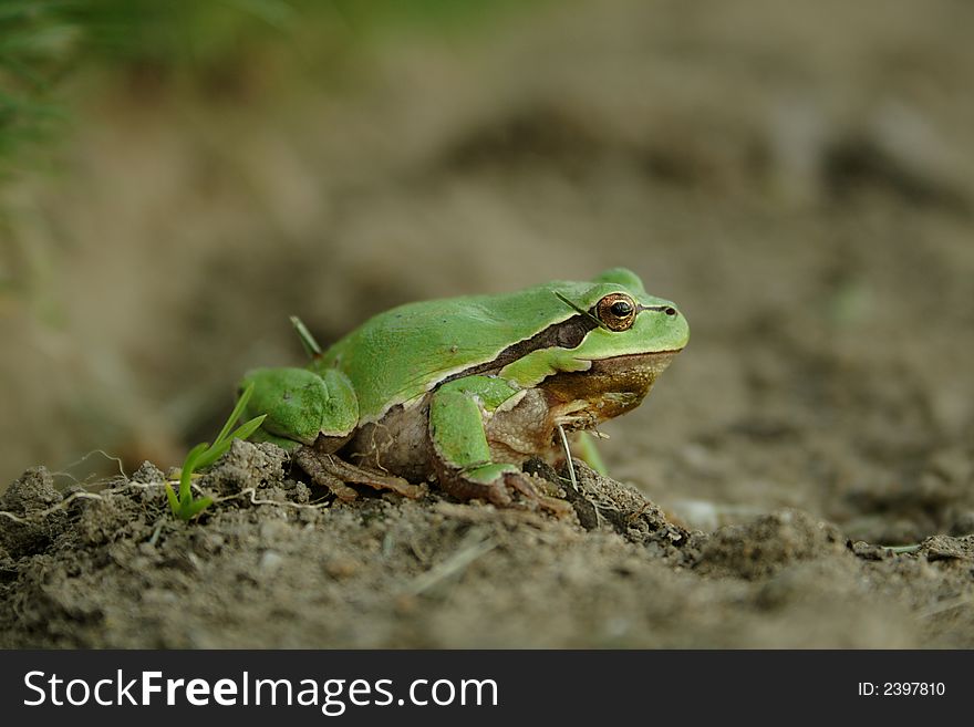 Green tree frog close-up, profile