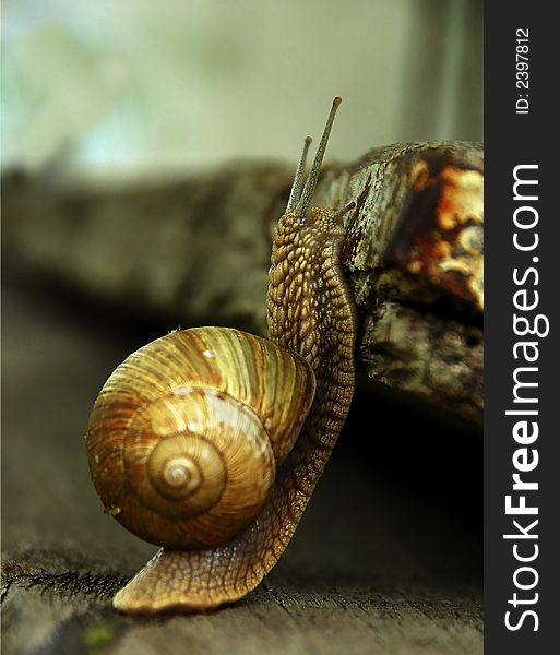 A curious snail on tiptoe, trying to reach upper level, and with great efforts will surely succseed. A curious snail on tiptoe, trying to reach upper level, and with great efforts will surely succseed.
