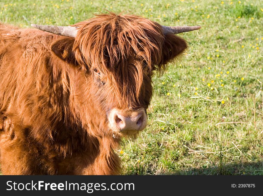 Young Cow