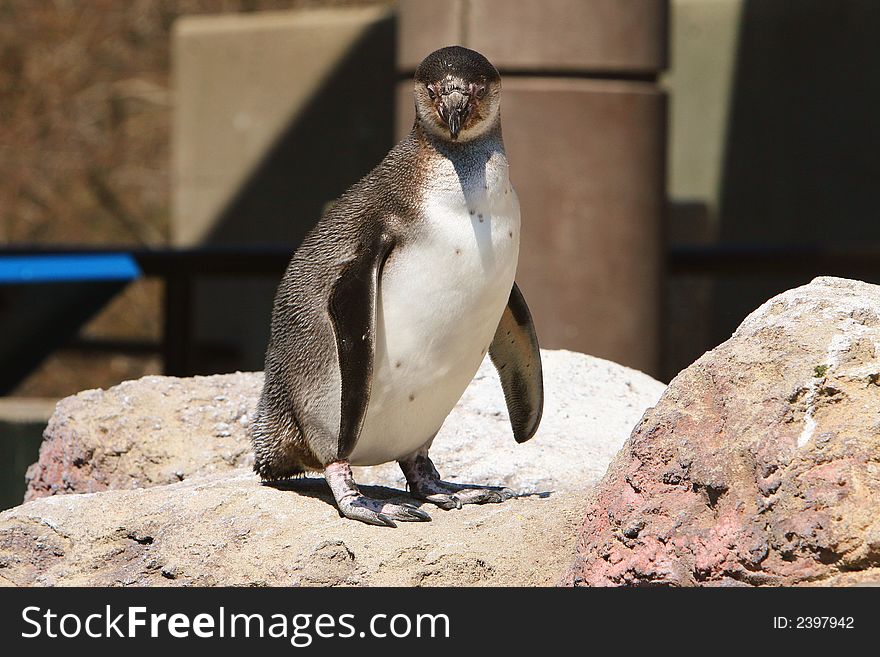 Full view of a Penguin. Full view of a Penguin