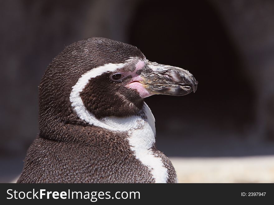 Side view of a Penguin. Side view of a Penguin