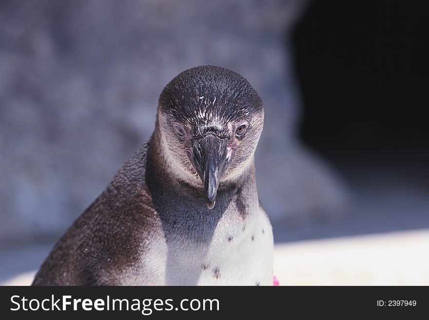 Front view of a Penguin. Front view of a Penguin