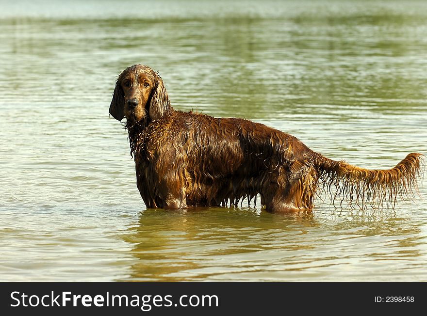 A brown english red setter dog is standing into the water in sunshine