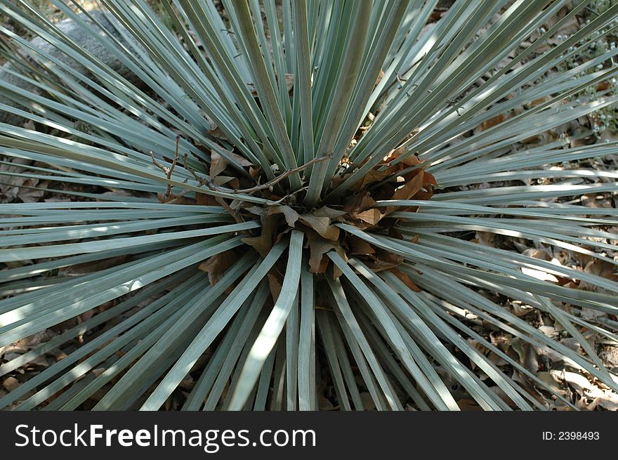 Inner part of yucca plant littered with dry leaves. Inner part of yucca plant littered with dry leaves