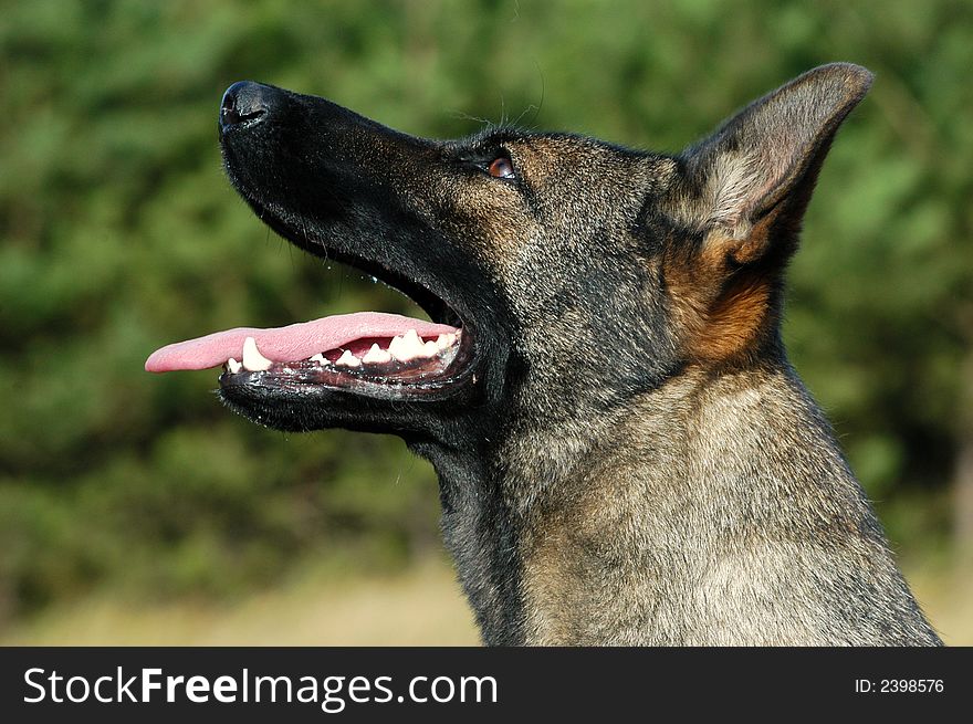 Young german shepherd dog in action with open muzzle waiting for the work to do