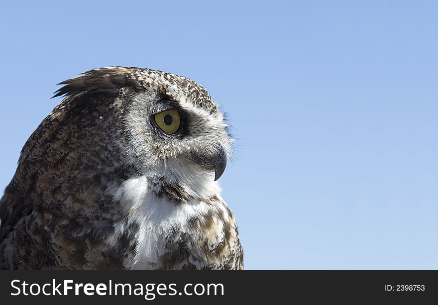 Great Horned Owl against a blue sky background