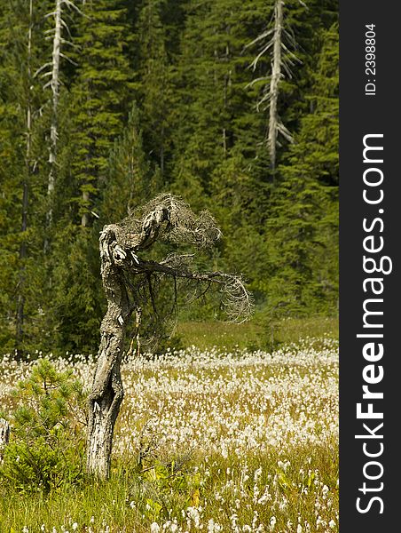 Dead twisted tree standing an alpine meadow. Dead twisted tree standing an alpine meadow