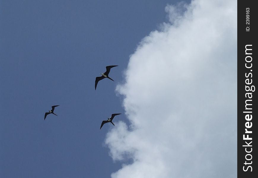 Sea gulls in the sky at mexico