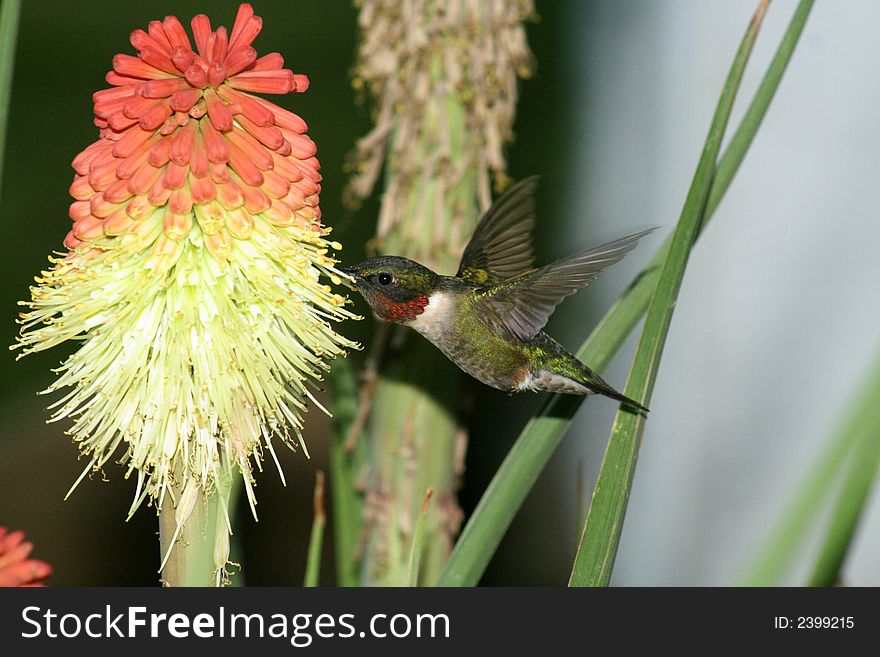 Humming Bird hovering