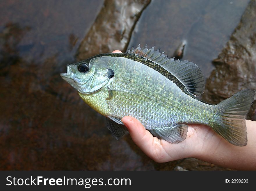 Fish in the hand worth two